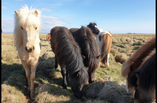 Fakten Islandpferde facts Icelandic horses